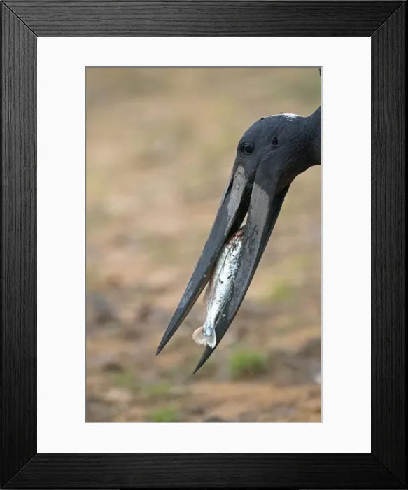Framed Print : Picture No. 10899229 Framed Print : Picture No. 10899229