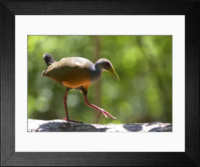 Framed Print : Picture No. 10899230 Framed Print : Picture No. 10899230