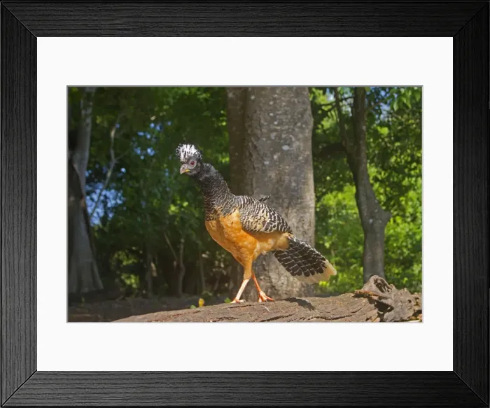 Framed Print : Picture No. 10899227 Framed Print : Picture No. 10899227
