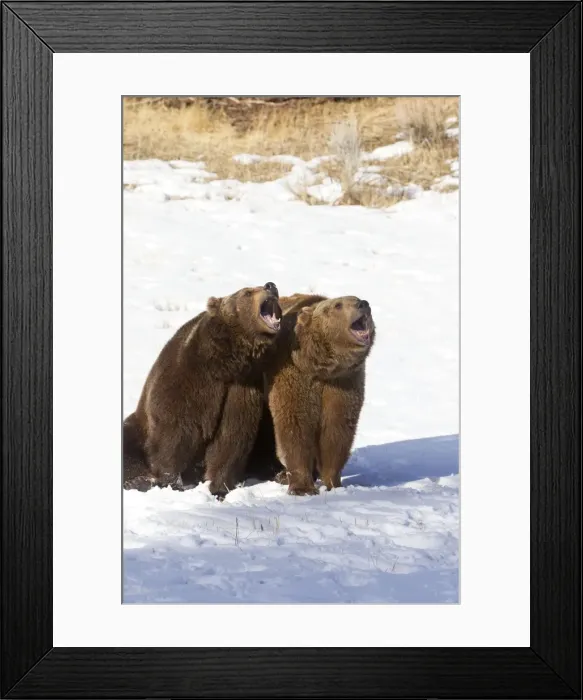 Framed Print : Picture No. 10899248 Framed Print : Picture No. 10899248
