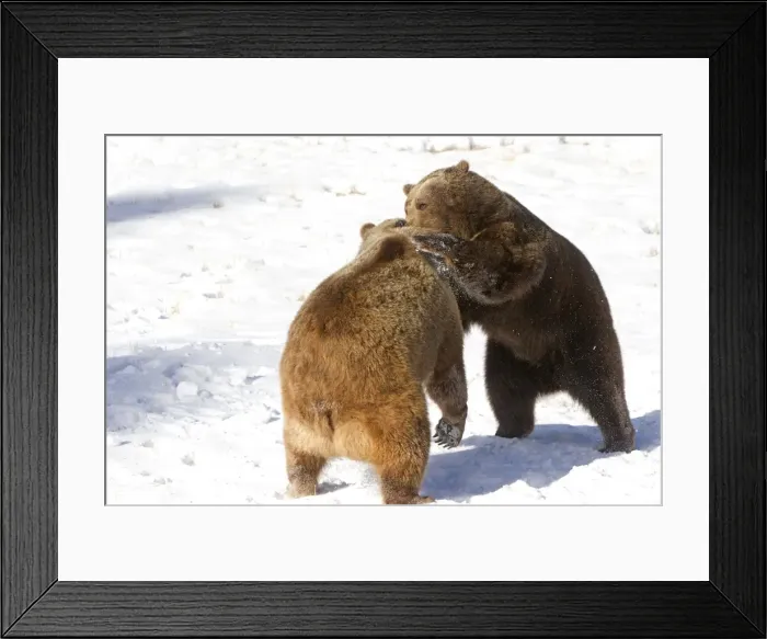 Framed Print : Picture No. 10899249 Framed Print : Picture No. 10899249