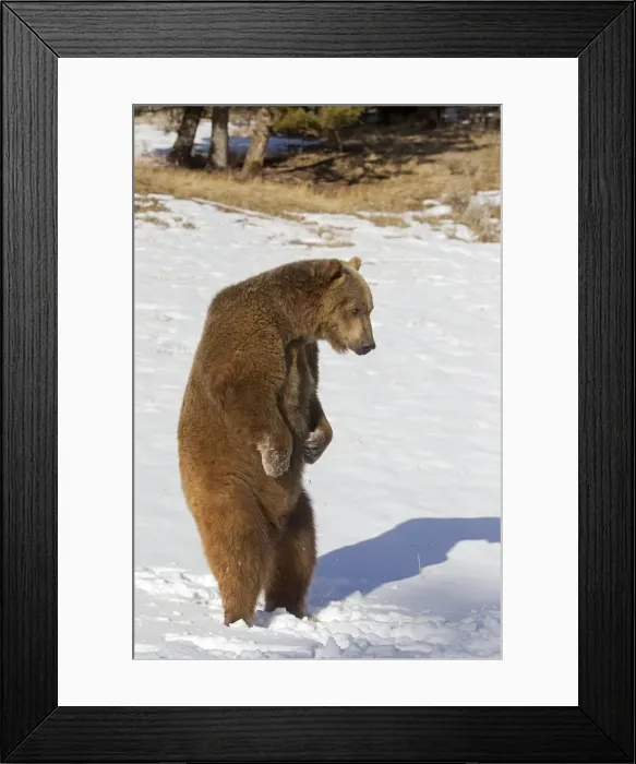 Framed Print : Picture No. 10899246 Framed Print : Picture No. 10899246