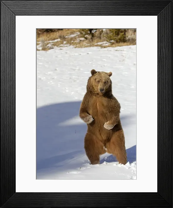 Framed Print : Picture No. 10899242 Framed Print : Picture No. 10899242