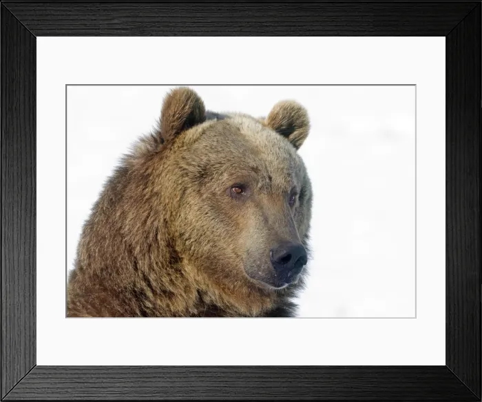 Framed Print : Picture No. 10899253 Framed Print : Picture No. 10899253