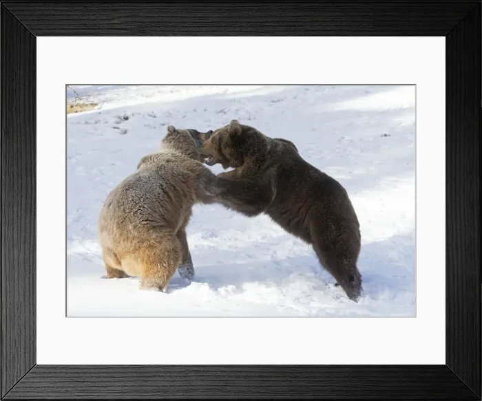 Framed Print : Picture No. 10899250 Framed Print : Picture No. 10899250