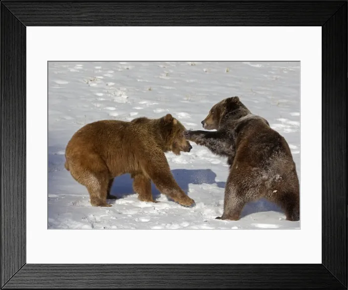 Framed Print : Picture No. 10899247 Framed Print : Picture No. 10899247