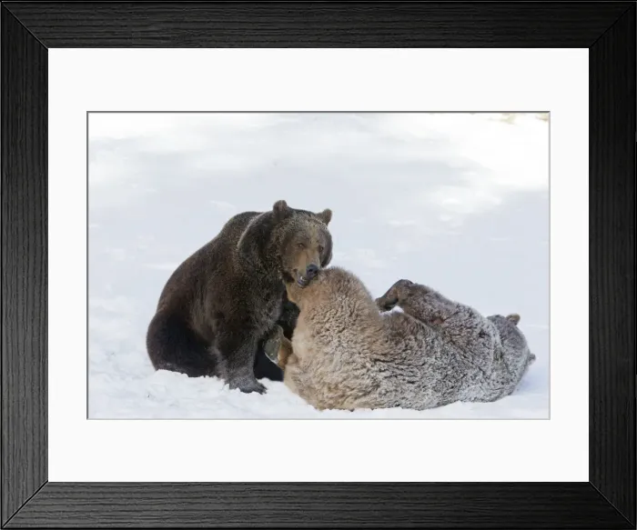 Framed Print : Picture No. 10899252 Framed Print : Picture No. 10899252