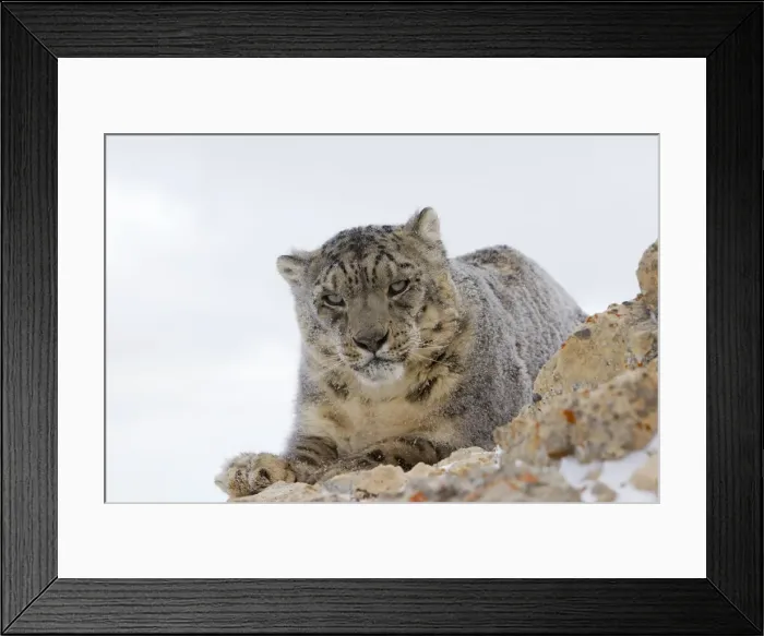 Framed Print : Picture No. 10899254 Framed Print : Picture No. 10899254