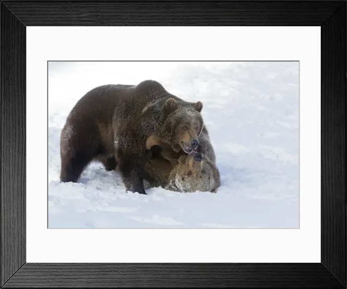 Framed Print : Picture No. 10899251 Framed Print : Picture No. 10899251