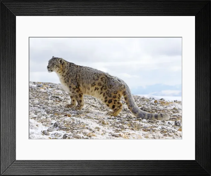 Framed Print : Picture No. 10899257 Framed Print : Picture No. 10899257