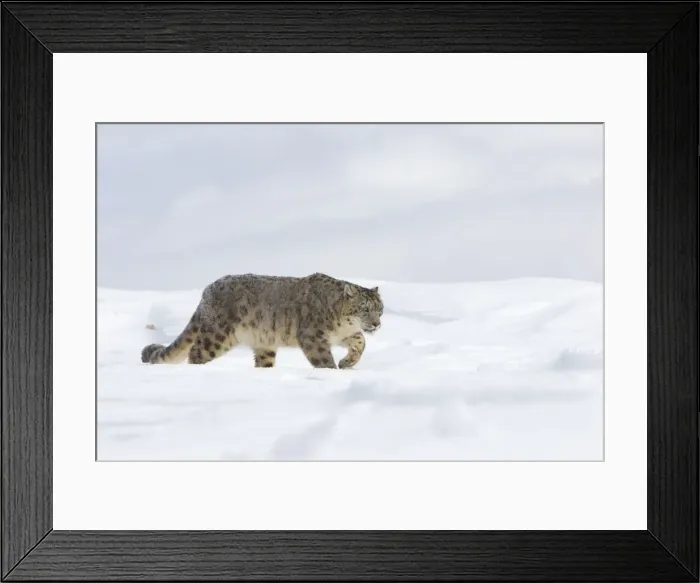Framed Print : Picture No. 10899258 Framed Print : Picture No. 10899258