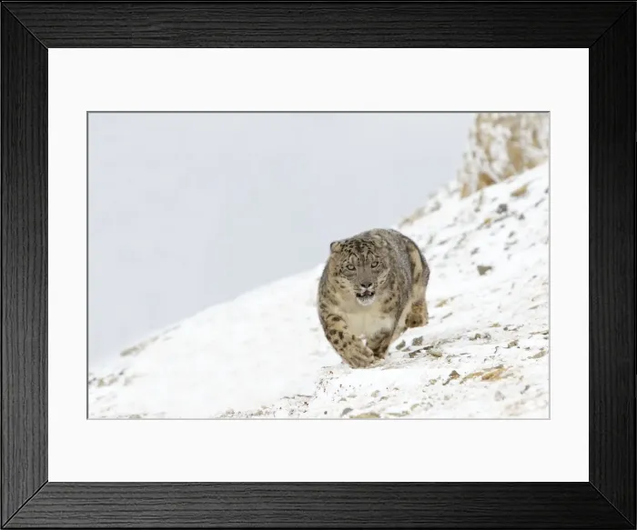 Framed Print : Picture No. 10899259