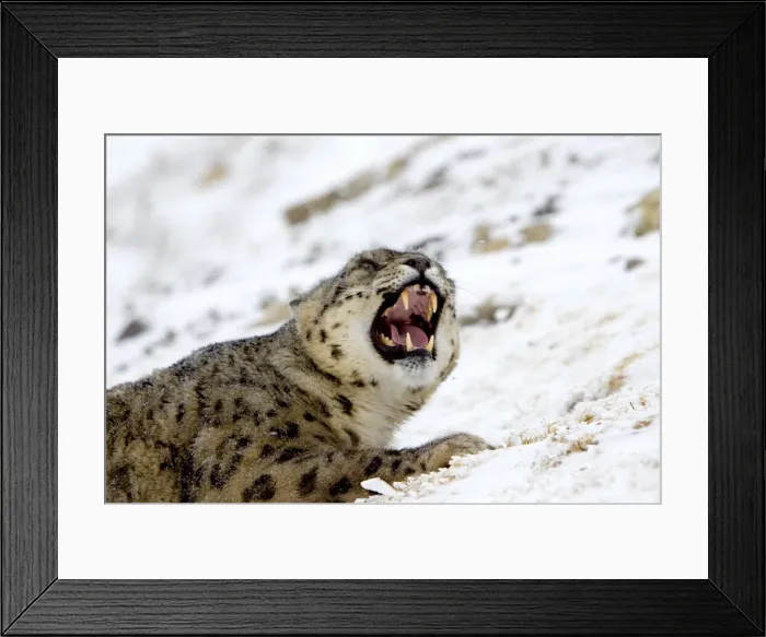 Framed Print : Picture No. 10899261 Framed Print : Picture No. 10899261