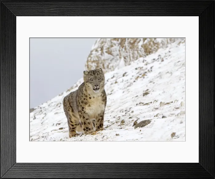Framed Print : Picture No. 10899260