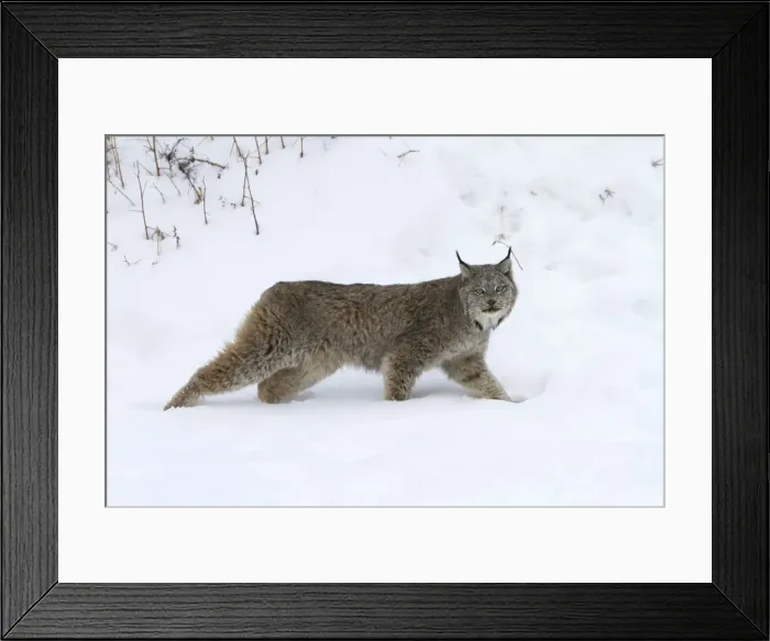 Framed Print : Picture No. 10899264 Framed Print : Picture No. 10899264