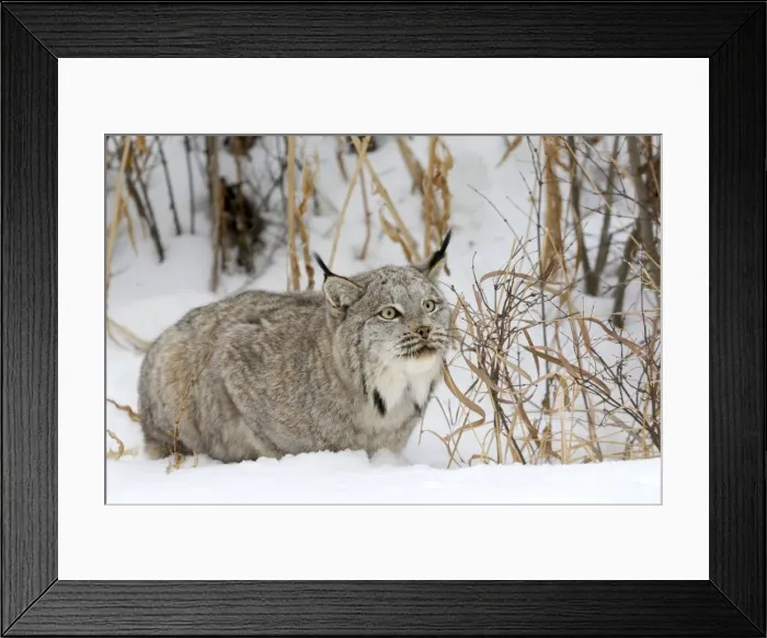 Framed Print : Picture No. 10899263 Framed Print : Picture No. 10899263