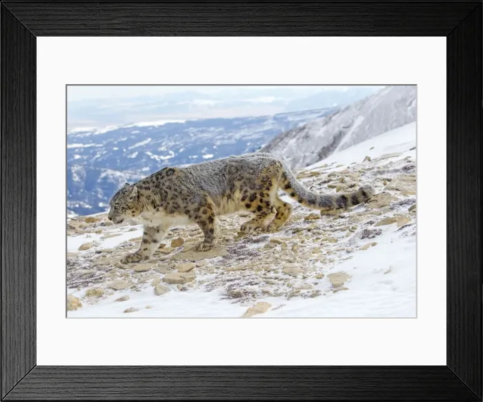 Framed Print : Picture No. 10899256