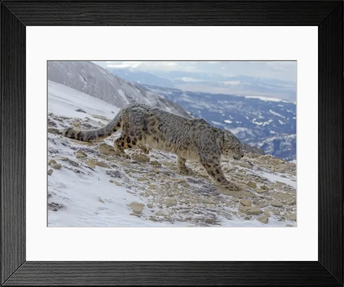 Framed Print : Picture No. 10899255