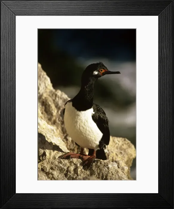 Framed Print : Picture No. 10857735 Framed Print : Picture No. 10857735