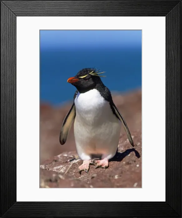 Framed Print : Picture No. 10857731 Framed Print : Picture No. 10857731