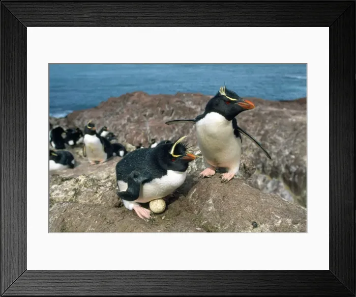 Framed Print : Picture No. 10857733 Framed Print : Picture No. 10857733