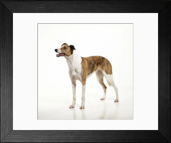 Framed Print : Picture No. 10857748