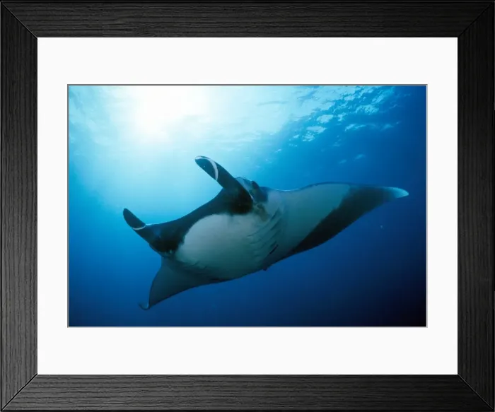 Framed Print : Picture No. 10857755 Framed Print : Picture No. 10857755