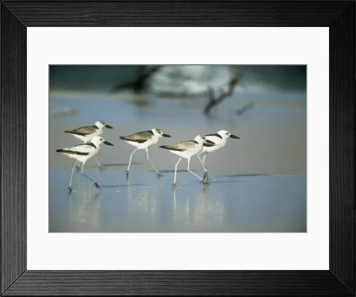Framed Print : Picture No. 10857764 Framed Print : Picture No. 10857764