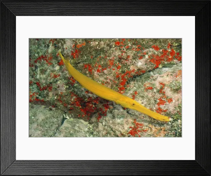 Framed Print : Picture No. 10857789 Framed Print : Picture No. 10857789