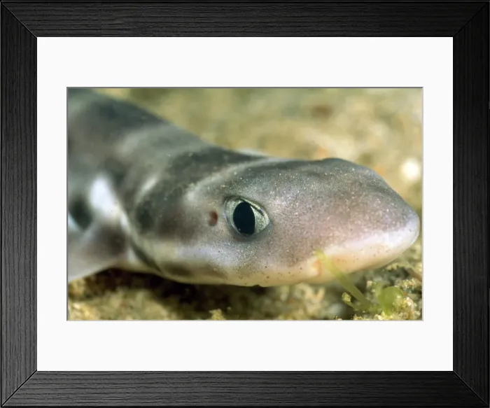 Framed Print : Picture No. 10857756 Framed Print : Picture No. 10857756