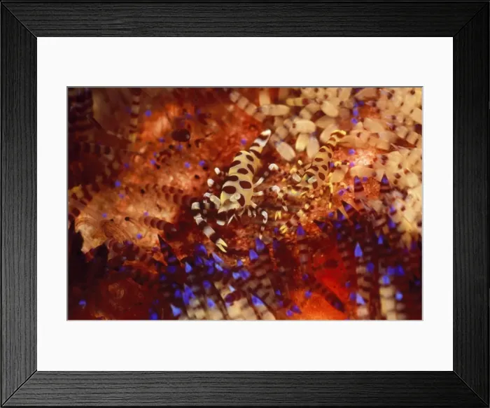 Framed Print : Picture No. 10857792 Framed Print : Picture No. 10857792