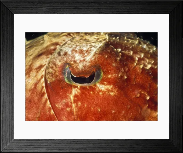 Framed Print : Picture No. 10857794 Framed Print : Picture No. 10857794
