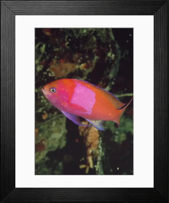 Framed Print : Picture No. 10857790 Framed Print : Picture No. 10857790