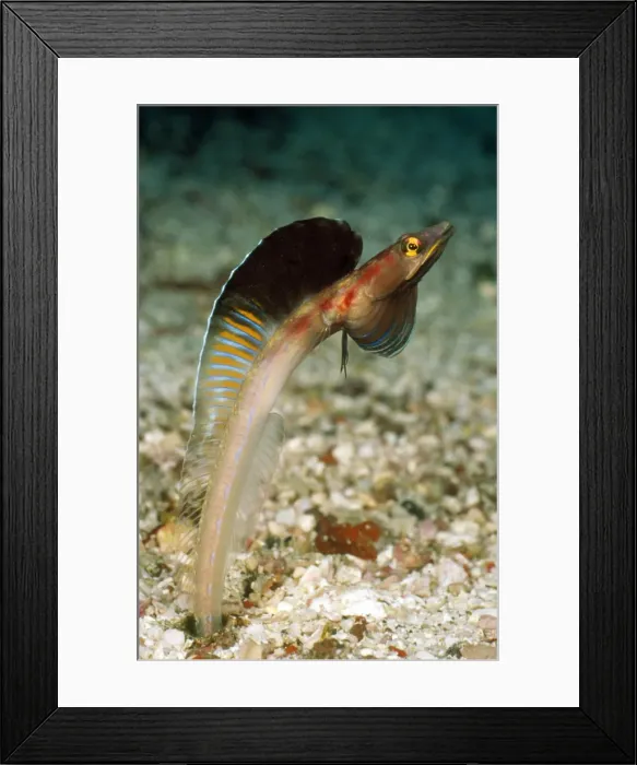 Framed Print : Picture No. 10857795 Framed Print : Picture No. 10857795