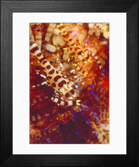 Framed Print : Picture No. 10857791 Framed Print : Picture No. 10857791