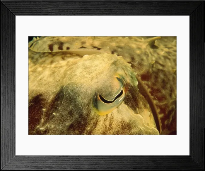 Framed Print : Picture No. 10857797 Framed Print : Picture No. 10857797