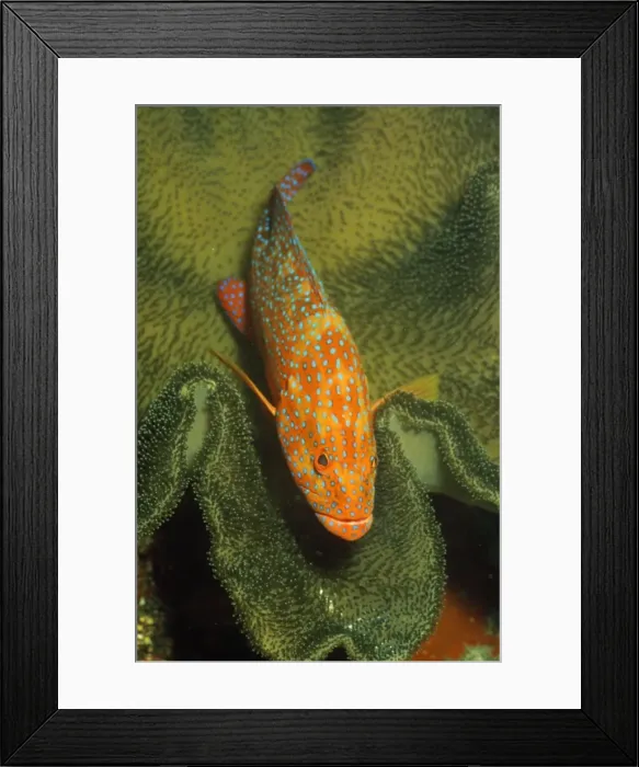 Framed Print : Picture No. 10857793 Framed Print : Picture No. 10857793