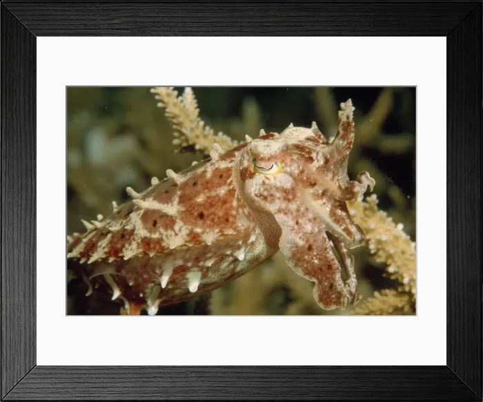 Framed Print : Picture No. 10857798 Framed Print : Picture No. 10857798