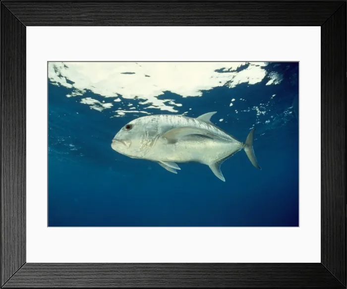 Framed Print : Picture No. 10857800