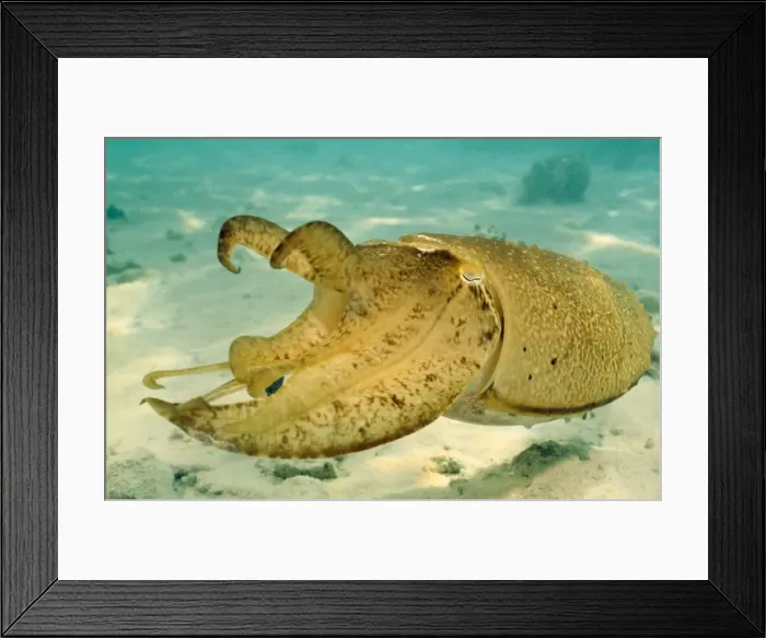 Framed Print : Picture No. 10857796 Framed Print : Picture No. 10857796