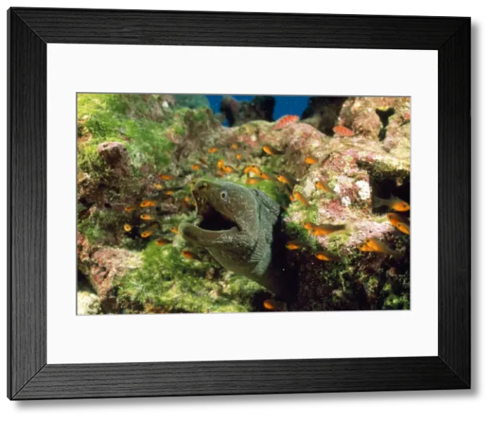 Framed Print : Picture No. 10857803 Framed Print : Picture No. 10857803