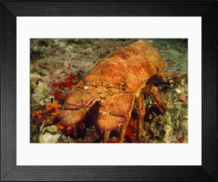 Framed Print : Picture No. 10857799 Framed Print : Picture No. 10857799