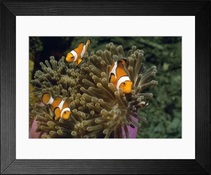 Framed Print : Picture No. 10857802