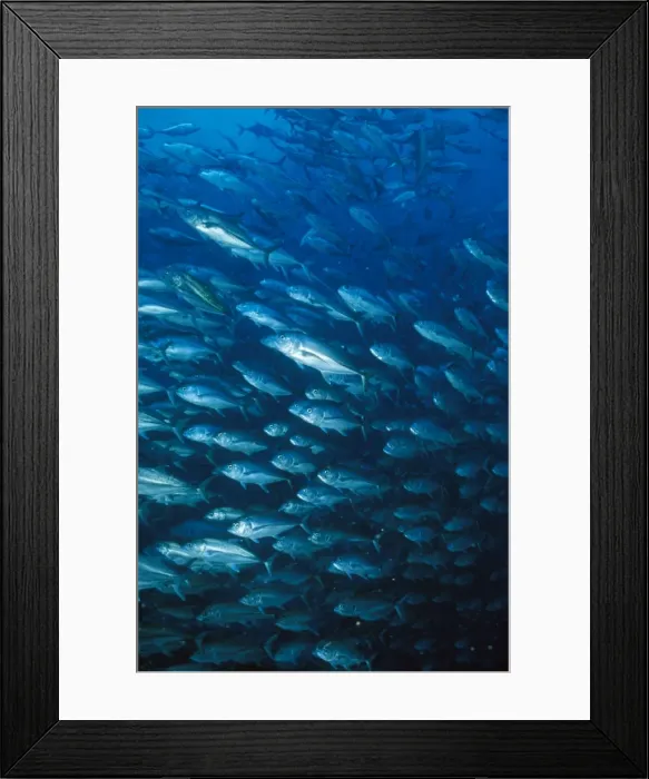Framed Print : Picture No. 10857801 Framed Print : Picture No. 10857801