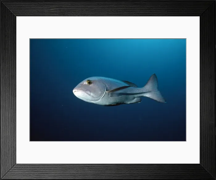 Framed Print : Picture No. 10857807 Framed Print : Picture No. 10857807