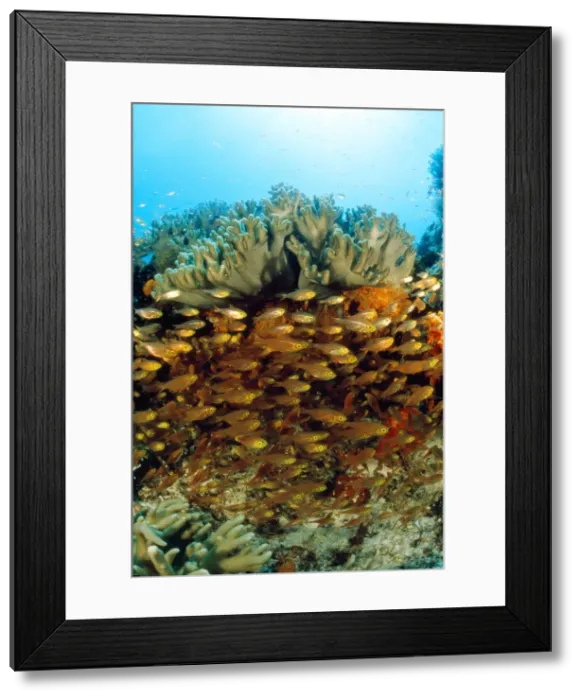 Framed Print : Picture No. 10857808 Framed Print : Picture No. 10857808
