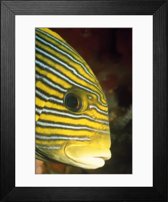 Framed Print : Picture No. 10857805 Framed Print : Picture No. 10857805