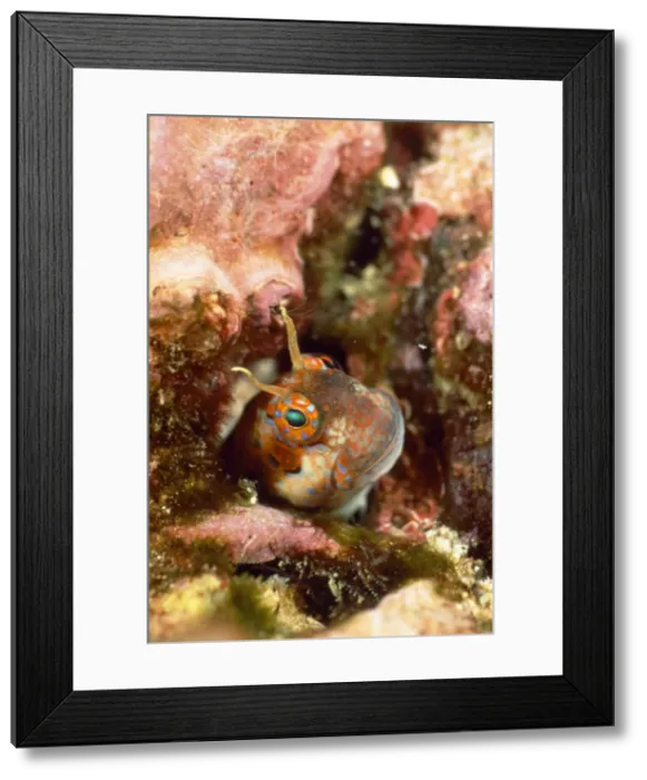 Framed Print : Picture No. 10857809 Framed Print : Picture No. 10857809