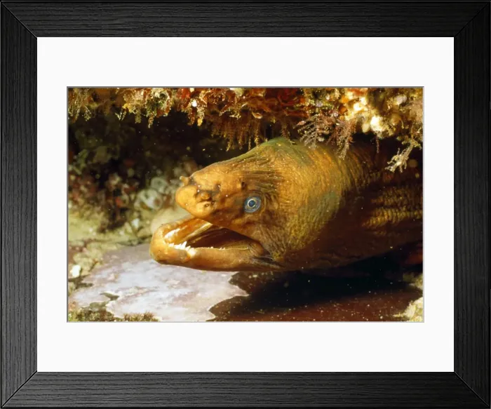 Framed Print : Picture No. 10857804 Framed Print : Picture No. 10857804