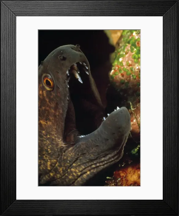 Framed Print : Picture No. 10857810 Framed Print : Picture No. 10857810